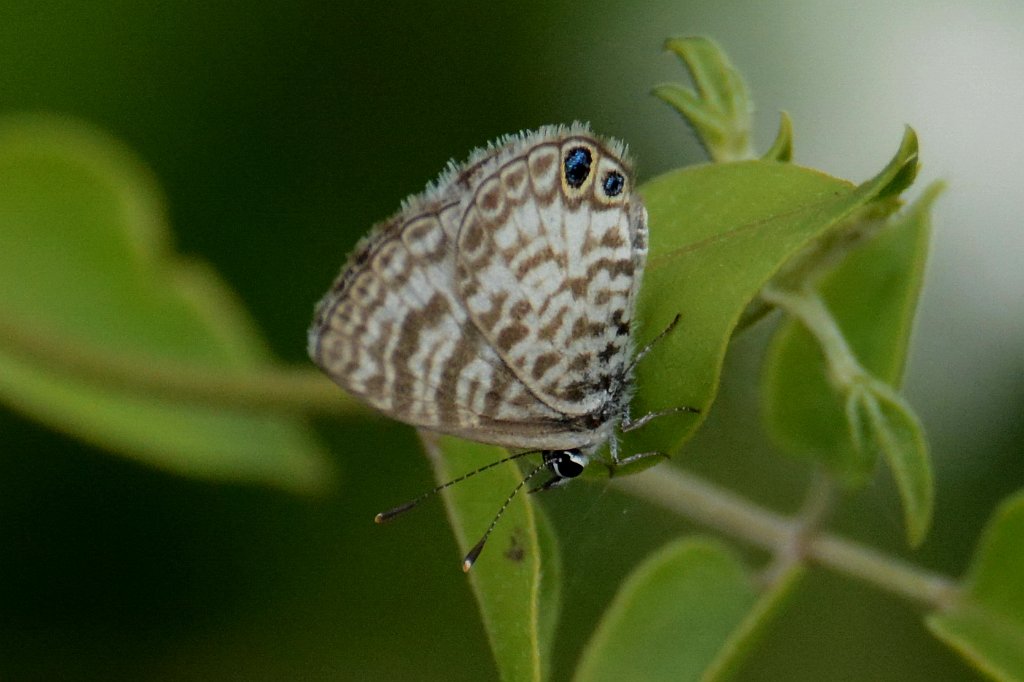 028 2015-01119737 Castellow Hammock Preserve, FL.JPG - Cassius Blue Butterfly (Leptotes cassius). Castellow Hammock Preserve, FL, 1-15-2015